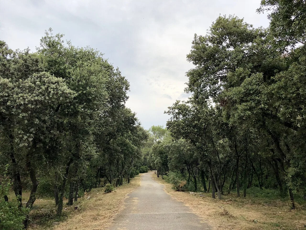Une allée bordée de chênes au bois de Montmaur